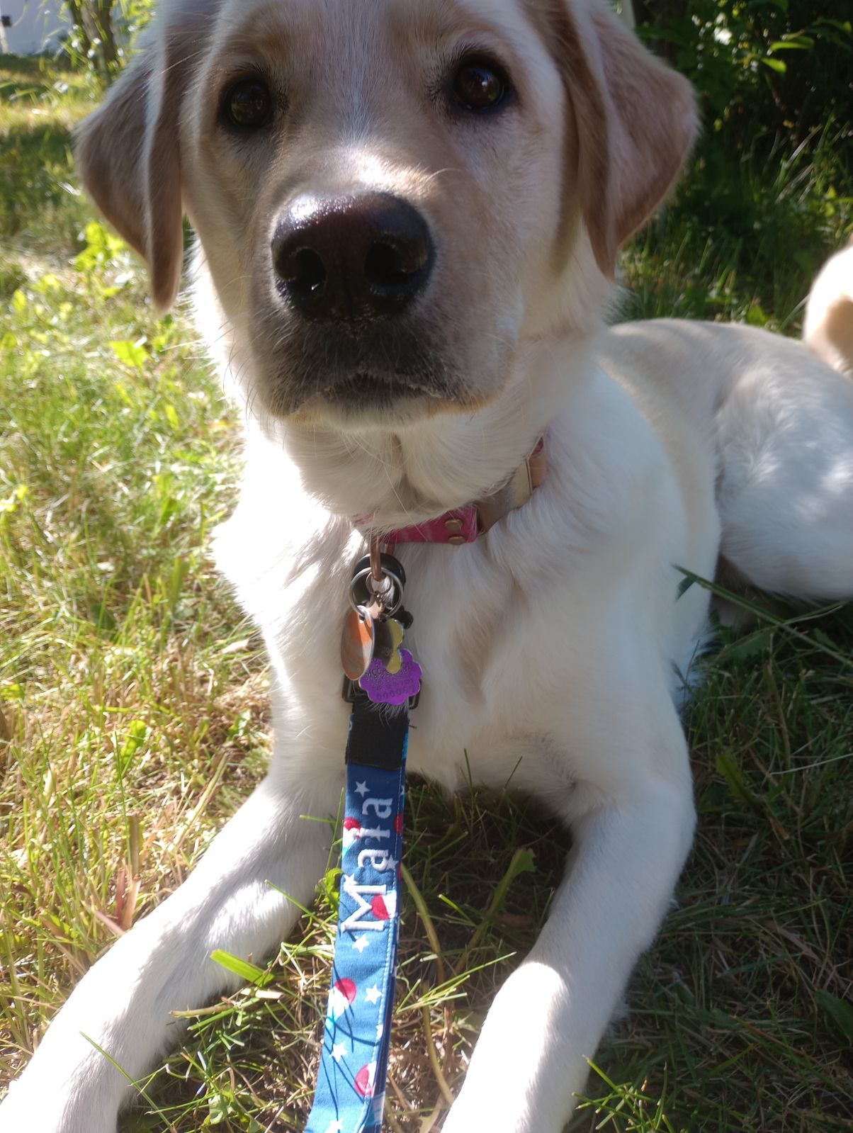 Dog Traffic Leash